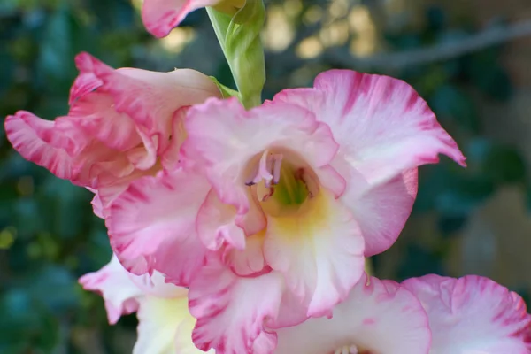 Closeup Shot Beautiful Blooming Sword Lily Flowers — Stock Photo, Image