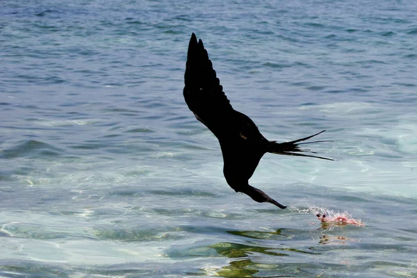 Close Magnífico Pássaro Fragata Voando Sobre Mar — Fotografia de Stock