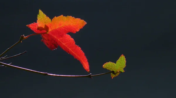 特写在树枝上的一张彩色树叶的特写照片 — 图库照片