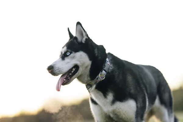 Bulanık Arka Planda Güzel Bir Sibirya Husky Sinin Yakın Plan — Stok fotoğraf