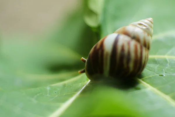 Enfoque Selectivo Caracol Una Hoja — Foto de Stock