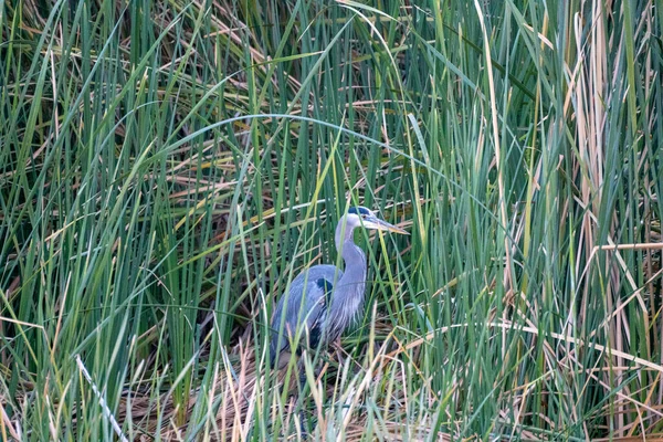 Ein Graustorch Hohen Gras — Stockfoto