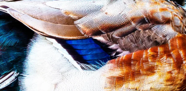 Крупним Планом Знімок Пір Качки Красивими Текстурами — стокове фото