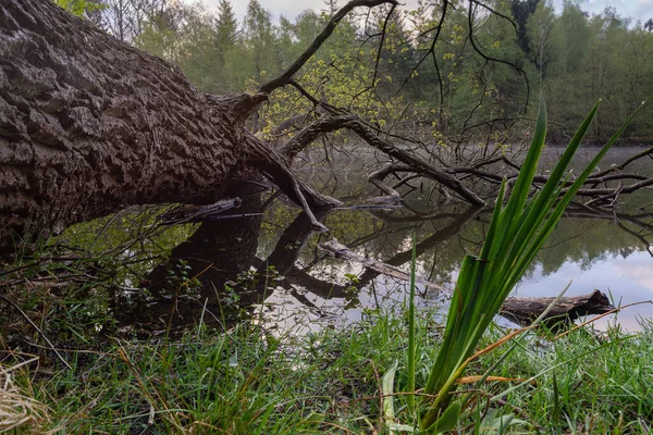 Fallen Tree Lying Grassy Lake — Stock Photo, Image