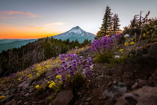 Tiro Seletivo Foco Das Flores Silvestres Com Uma Montanha Fundo — Fotografia de Stock