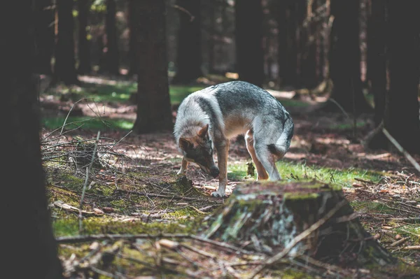 View Wolfdog Standing Woods — Stock Photo, Image