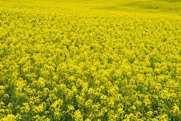 Uma Paisagem Campo Colza Amarelo Com Flores Canola Sob Céu — Fotografia de Stock