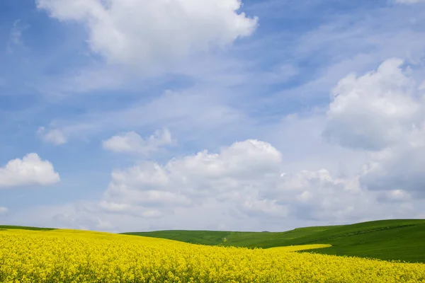 Ένα Αχανές Κίτρινο Λιβάδι Λουλούδια Και Γαλάζιο Ουρανό Από Πάνω — Φωτογραφία Αρχείου