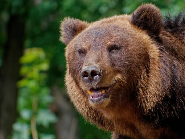 Tiro Close Urso Marrom Floresta — Fotografia de Stock