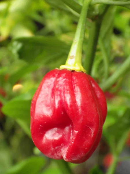 Closeup Shot Trinidad Moruga Scorpion One Hottest Peppers World — Stock Photo, Image