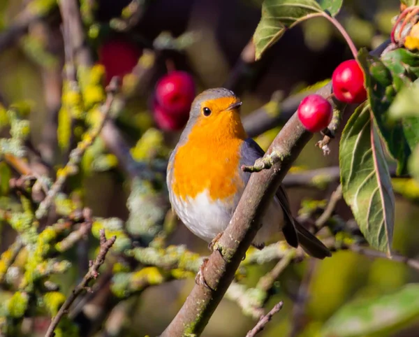 Gros Plan Robin Européen Perché Sur Une Branche Malus Prunifolia — Photo