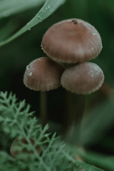 Enfoque Selectivo Pequeñas Setas Silvestres Que Crecen Bosque — Foto de Stock