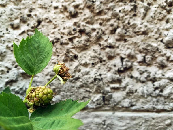 Primer Plano Frambuesa Planta — Foto de Stock