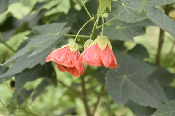 Closeup Colourful Flowering Abutilon Flowers Blooming Botanical Garden — Stock Photo, Image