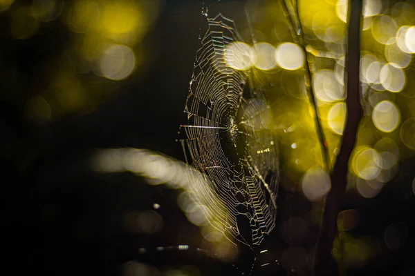 Ένα Επιλεκτικό Πλάνο Εστίασης Ενός Ιστού Αράχνης Εφέ Φωτός Bokeh — Φωτογραφία Αρχείου