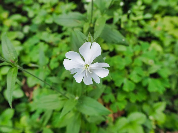 Closeup Shot Blooming White Flower Greenery — Stock Photo, Image