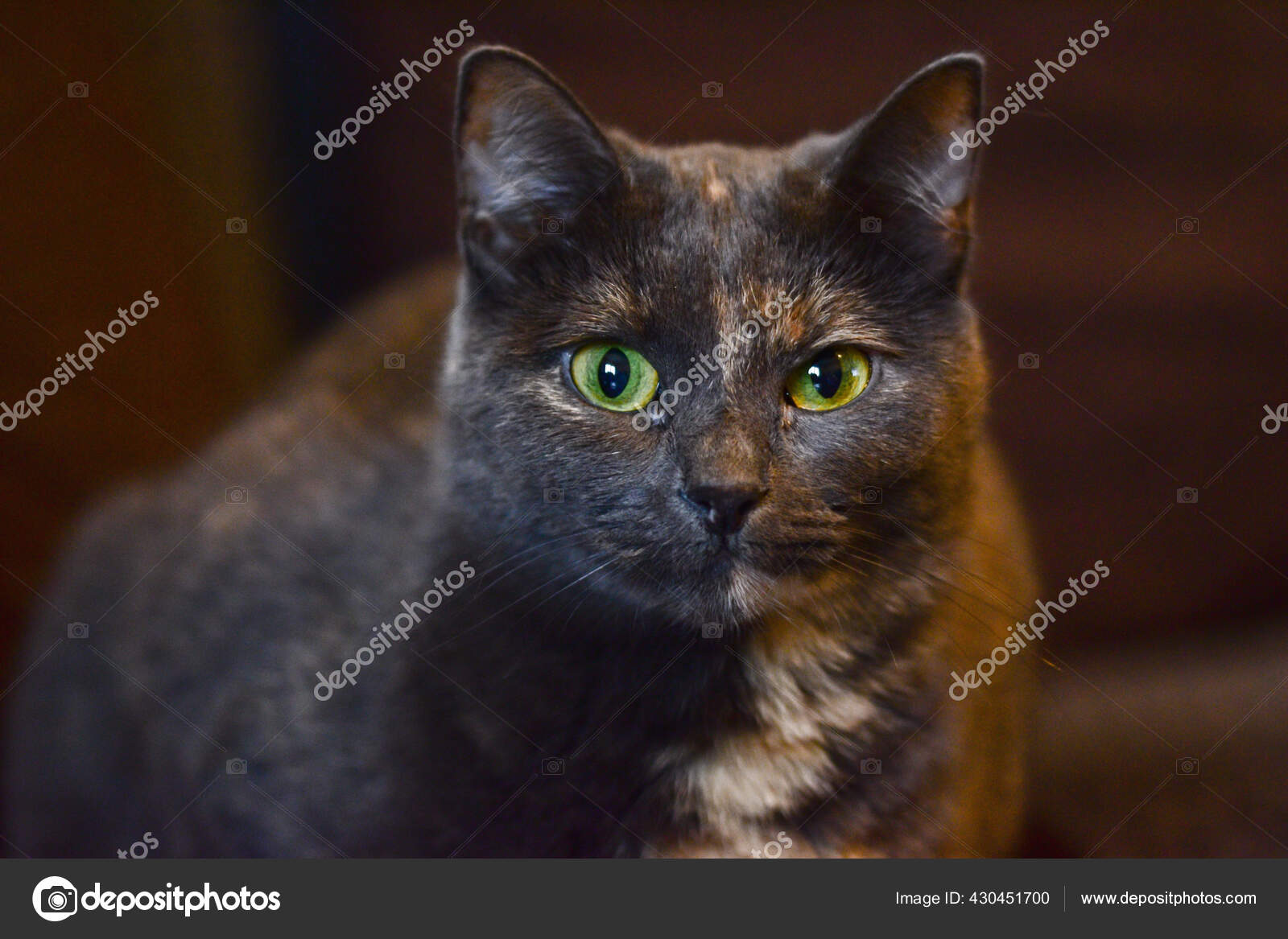 angry cat with green eyes Stock Photo