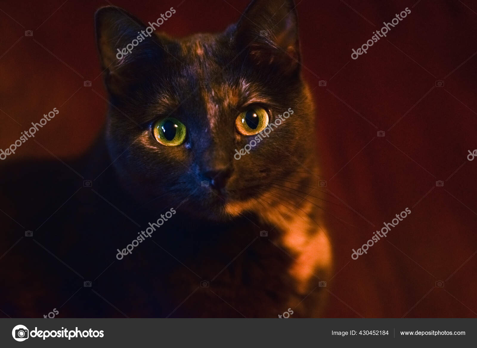 angry cat with green eyes Stock Photo