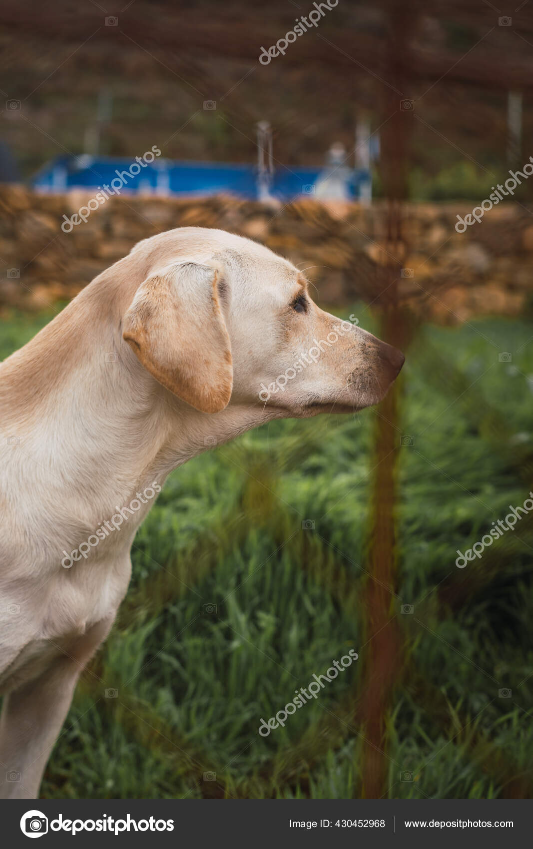 Profile Shot Sad Labrador Retriever Dog Shelter Metal Fence Stock Photo Image By C Wirestock 430452968
