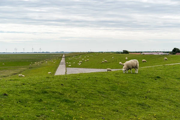 Кадр Зеленого Пастбища Белой Овцой Поедающей Траву — стоковое фото