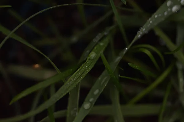 Tiro Seletivo Foco Das Gotas Orvalho Nas Plantas — Fotografia de Stock