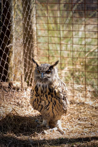 スペインのヘリンの動物保護区の檻の中でユーラシアのワシのフクロウの垂直ショット — ストック写真