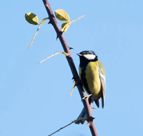Great Tit Bird Sitting Tree Branch — 图库照片