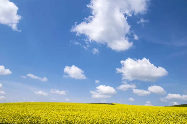 Огромное Желтое Поле Полевыми Цветами Голубым Небом Над Ним — стоковое фото