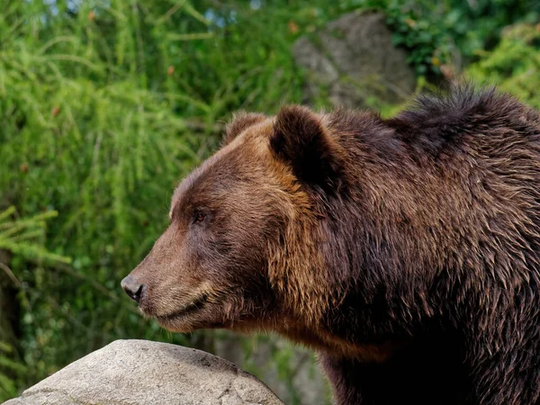 Tiro Close Urso Marrom Floresta — Fotografia de Stock