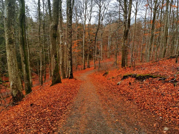 Árvores Uma Floresta Lavrik Noruega Capturado Durante Outono Com Folhas — Fotografia de Stock