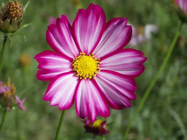 Primer Plano Una Flor Cosmos Blanco Púrpura Floreciendo Jardín — Foto de Stock