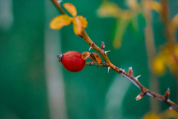 Çiçek Açan Rosehip Bitkisinin Seçici Odak Noktası — Stok fotoğraf