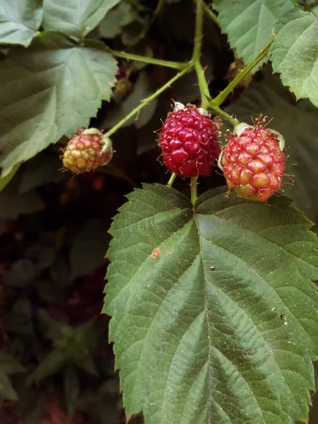 Closeup Shot Raspberry Plant — Stock Photo, Image