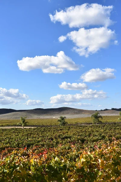 Plano Vertical Viñedo Bajo Luz Del Sol Cielo Azul Nublado — Foto de Stock