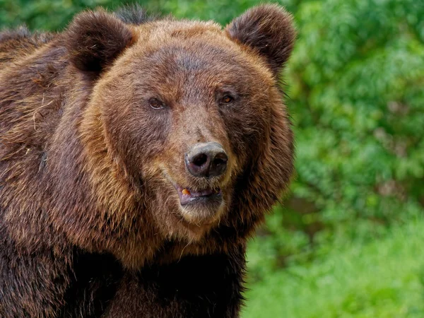 Крупный План Бурого Медведя Лесу — стоковое фото