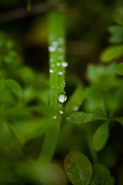 Tiro Seletivo Foco Das Gotas Orvalho Nas Plantas — Fotografia de Stock