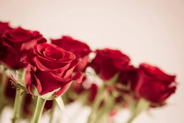 Primo Piano Belle Rose Rosse Uno Sfondo Sfocato — Foto Stock