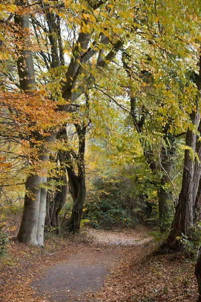 Vertikální Krásný Záběr Podzimní Park Úzký Chodník Pokrytý Spadlým Suchým — Stock fotografie