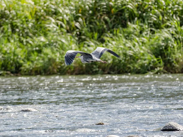 Japon Gri Balıkçıl Kuşu Ardea Cinerea Jouyi Nin Seçici Odak — Stok fotoğraf