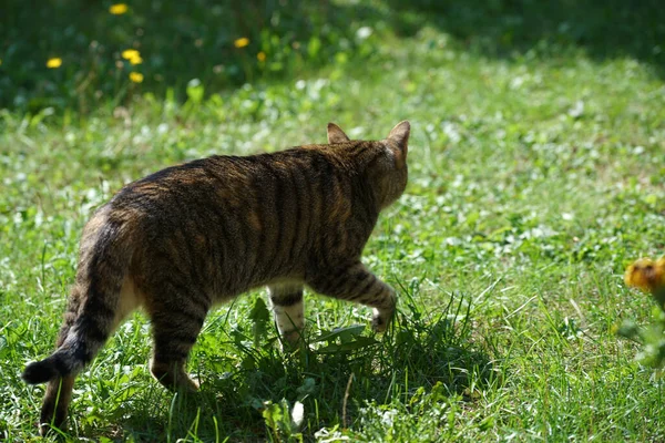 芝生の上を歩いている縞模様の愛らしい猫のクローズアップ — ストック写真