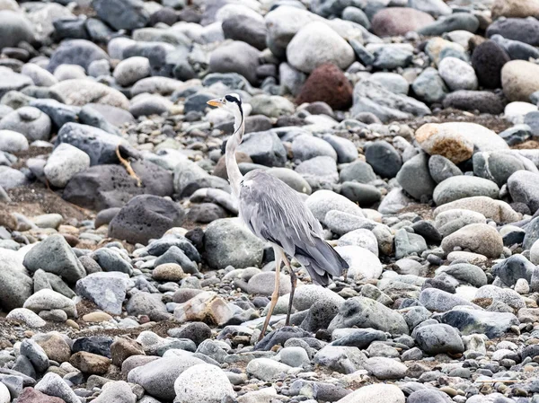 Enfoque Selectivo Una Garza Gris Japonesa Ardea Cinerea Jouyi —  Fotos de Stock