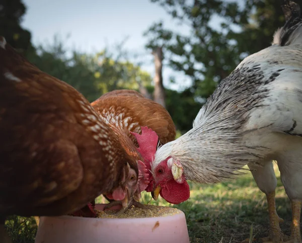 Une Prise Vue Sélective Poulets Dans Une Ferme — Photo