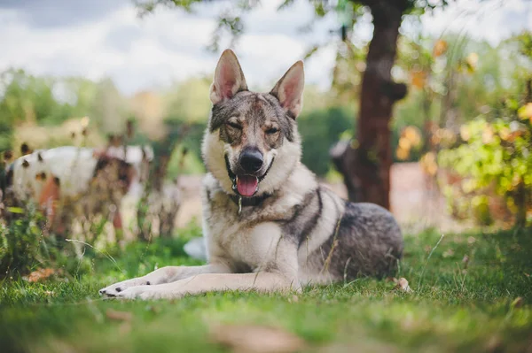 Tiro Close Cão Lobo Sentado Jardim — Fotografia de Stock