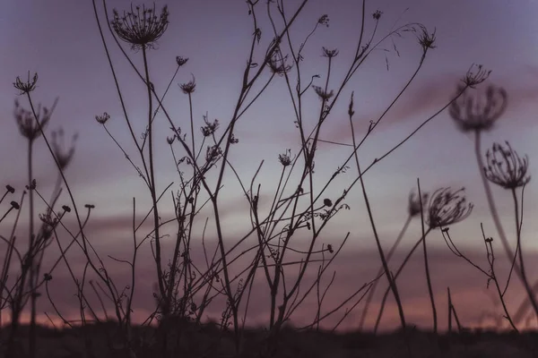 Крупним Планом Сушені Рослини Дикої Моркви Під Час Заходу Сонця — стокове фото