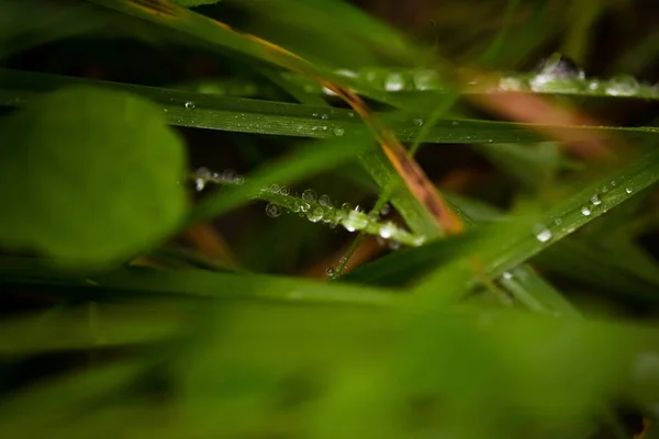 Selective Focus Shot Dewdrops Plants — Stock Photo, Image