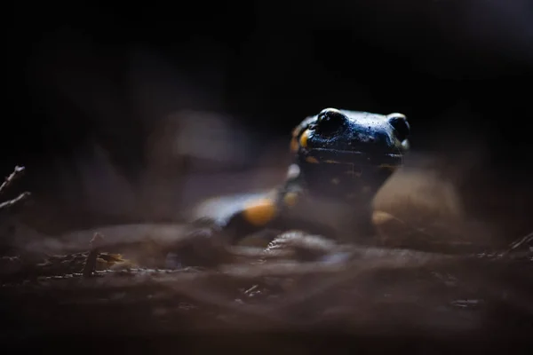 Selective Focus Shot Small Toad — Stock Photo, Image