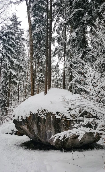 Μια Όμορφη Θέα Του Όμορφου Δάσους Κατά Διάρκεια Του Χειμώνα — Φωτογραφία Αρχείου