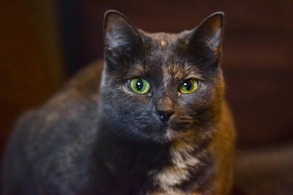 Tiro Enfoque Selectivo Lindo Gato Negro Con Ojos Verdes Enojados —  Fotos de Stock