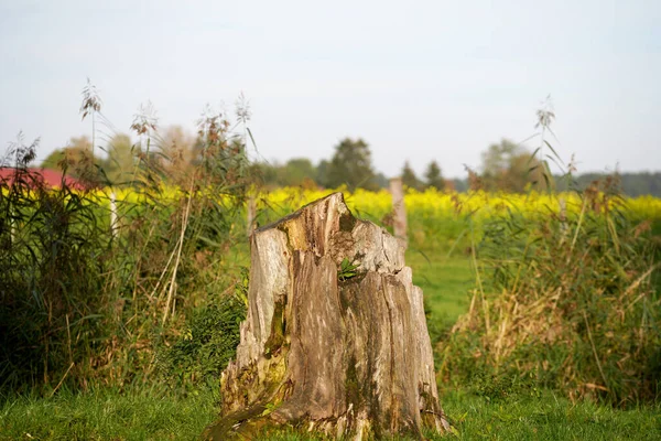 Closeup Tiny Cut Tree Trunk Middle Field Spring Day — Stock Photo, Image