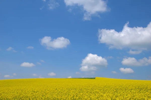 Eine Landschaft Aus Gelben Rapsfeldern Mit Rapsblüten Unter Blauem Himmel — Stockfoto